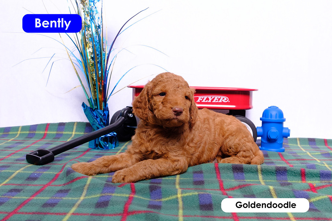 photo of Bently the goldendoodle