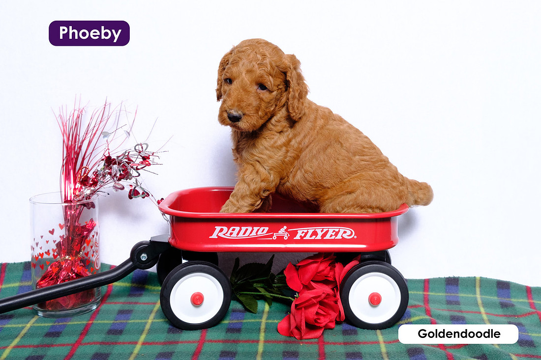 Image of a puppy sitting in a little red wagon