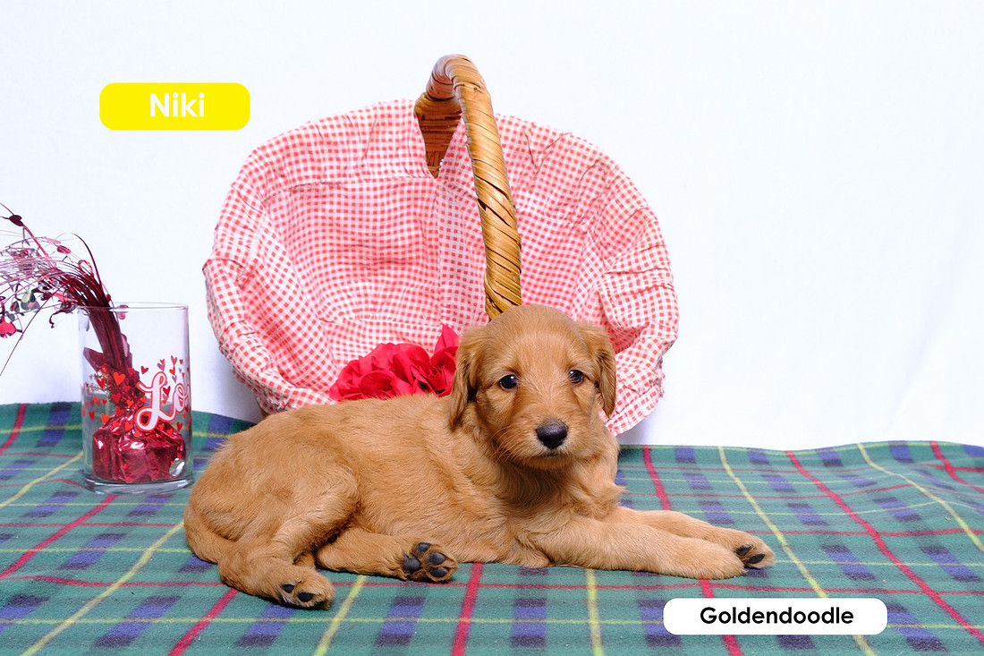 photograph of Goldendoodle next to a basket
