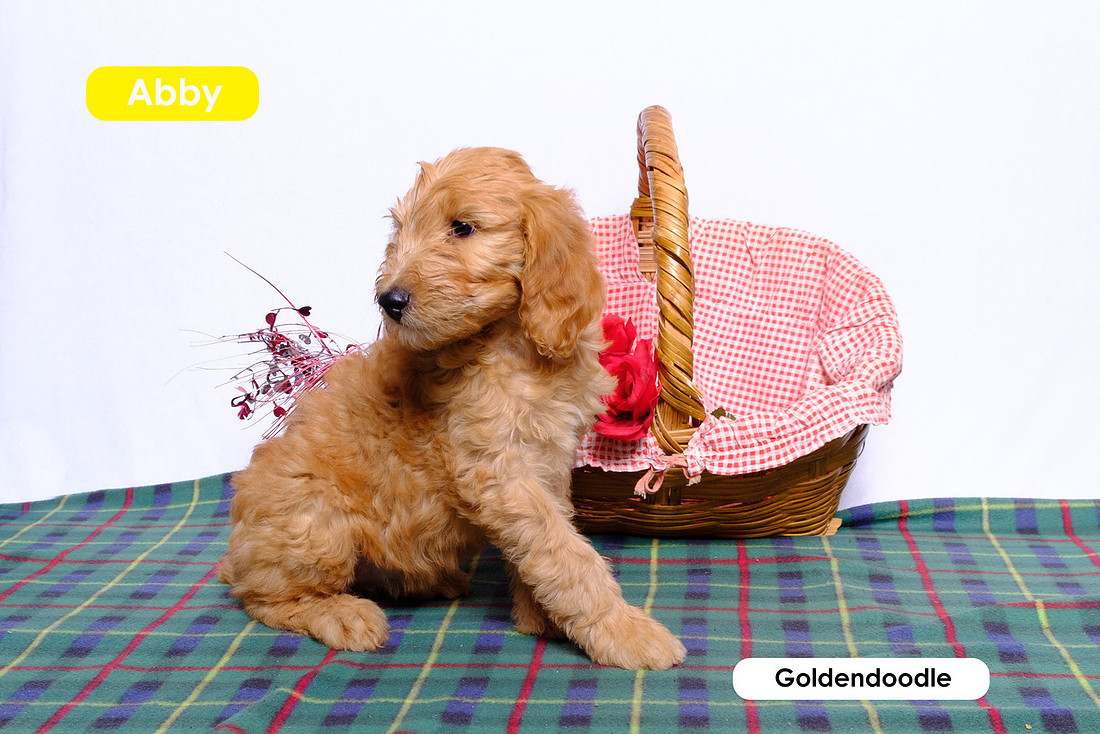photo of a puppy goldendoodle next to a pink basket