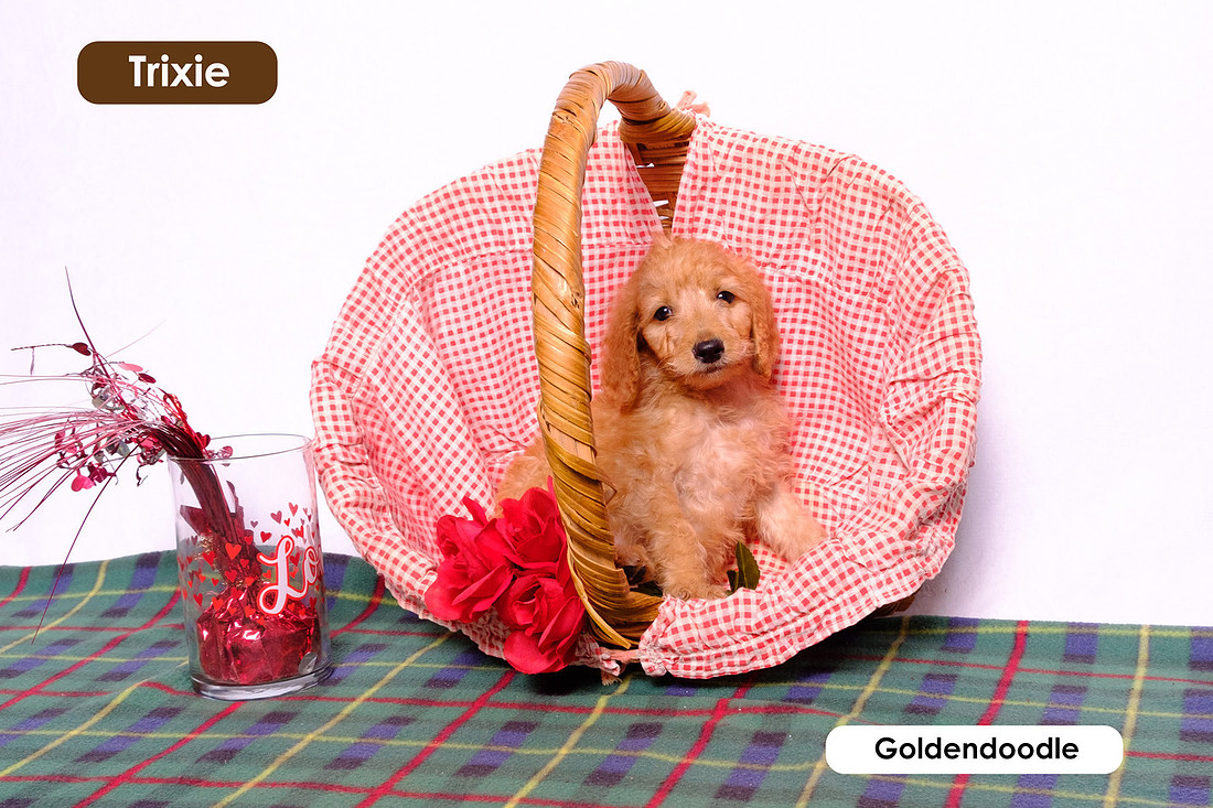 photograph of goldendoodle puppy sitting in a basket