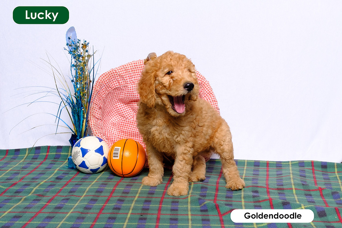 photo of smiling puppy next to a basket