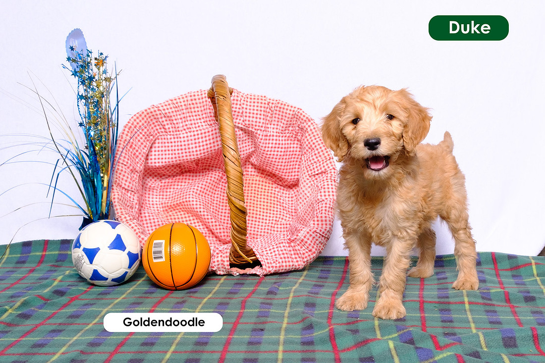 Picture of a Goldendoodle puppy with basket and soccer balls and a pink basket