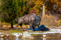15-Bison at Wellfield-HDR-E