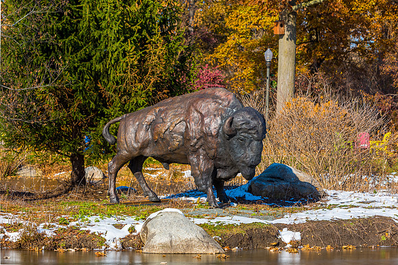 15-Bison at Wellfield-HDR-E