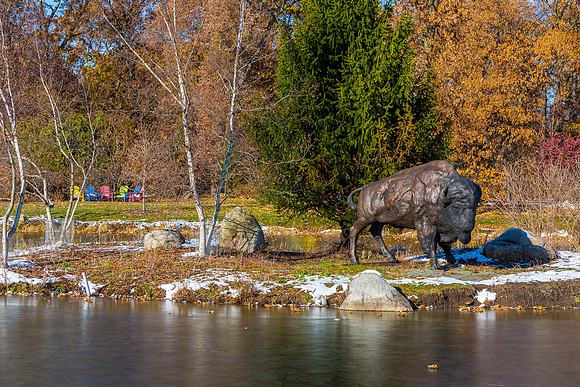 20-Bison at Wellfield-HDR-E