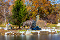 2-Bison at Wellfield-E