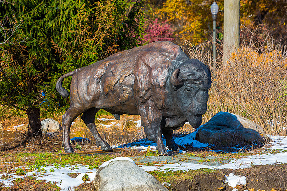 1-Bison at Wellfield-E