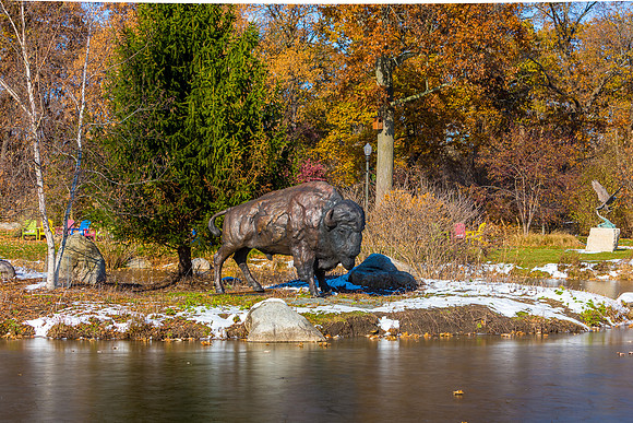 10-Bison at Wellfield-HDR-E