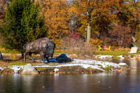 25-Bison at Wellfield-HDR-E