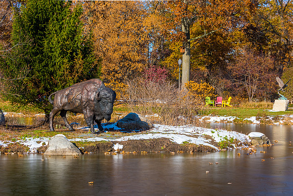 25-Bison at Wellfield-HDR-E