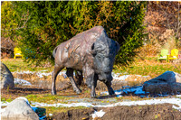 30-Bison at Wellfield-HDR-E