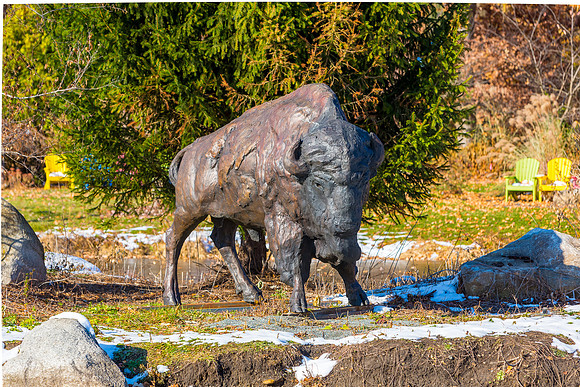 30-Bison at Wellfield-HDR-E