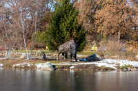 35-Bison at Wellfield-HDR-E