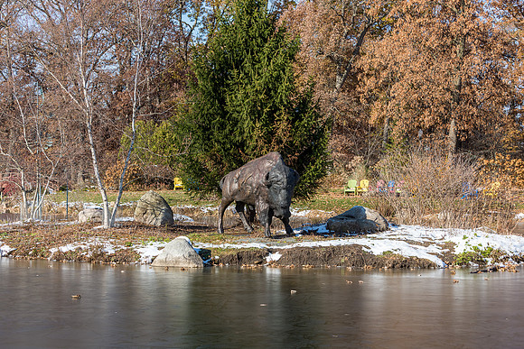 35-Bison at Wellfield-HDR-E