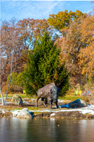 40-Bison at Wellfield-HDR-E