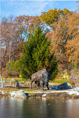 40-Bison at Wellfield-HDR-E