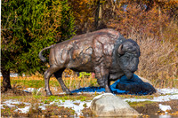 45-Bison at Wellfield-HDR-E