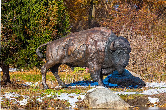 45-Bison at Wellfield-HDR-E