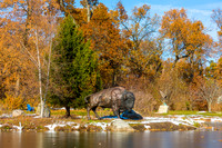 50-Bison at Wellfield-HDR-E