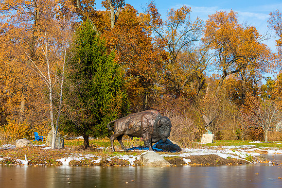 50-Bison at Wellfield-HDR-E