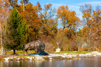 55-Bison at Wellfield-HDR-E