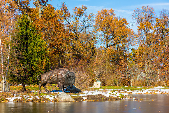 55-Bison at Wellfield-HDR-E