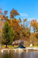 60-Bison at Wellfield-HDR-E
