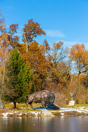 60-Bison at Wellfield-HDR-E