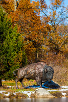 65-Bison at Wellfield-HDR-E