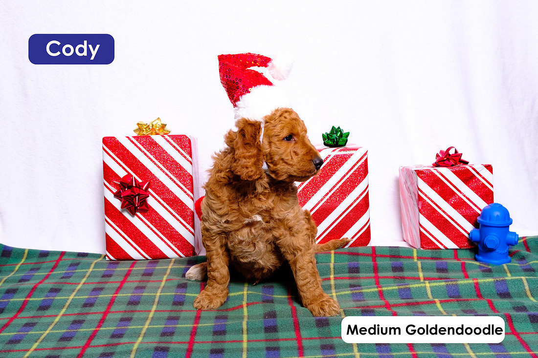 puppies wearing holiday hats