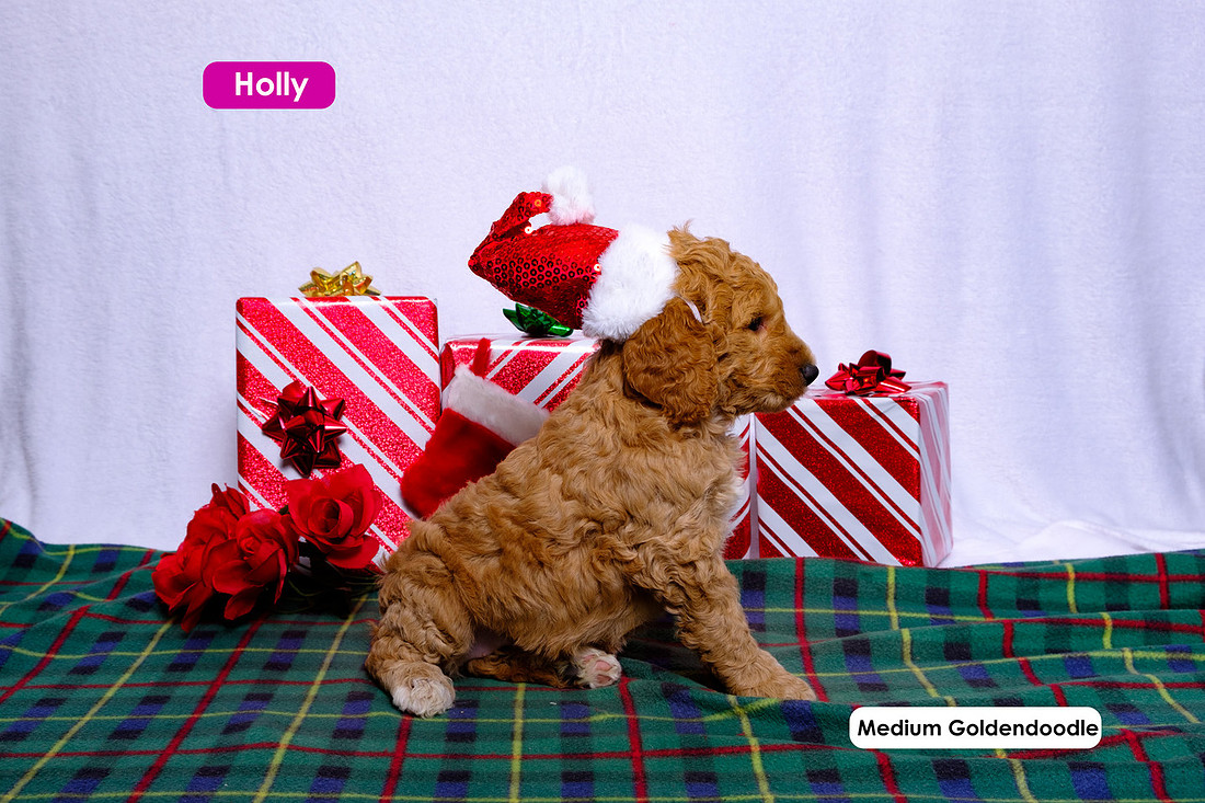 puppies wearing holiday hats