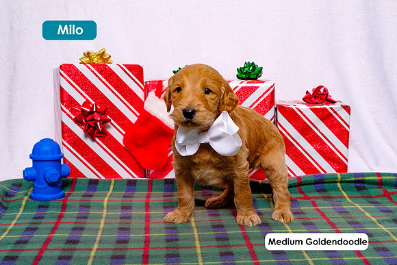 227-WP-12-13-19-Edit-E