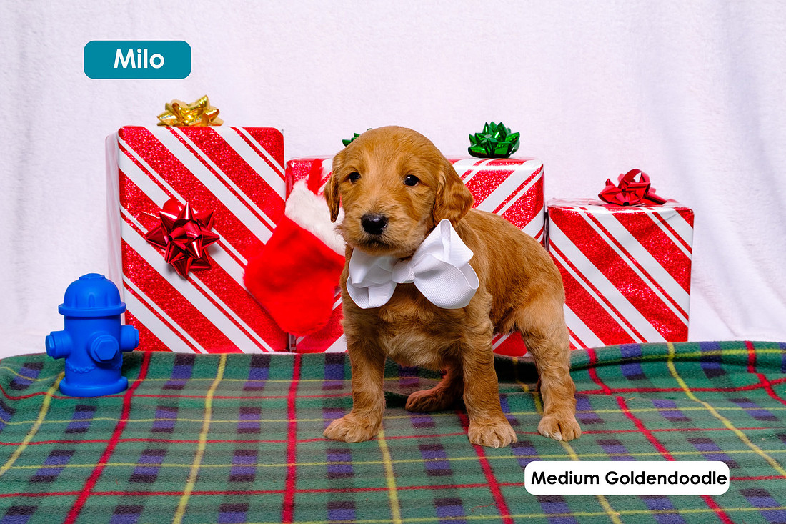 puppies wearing holiday hats