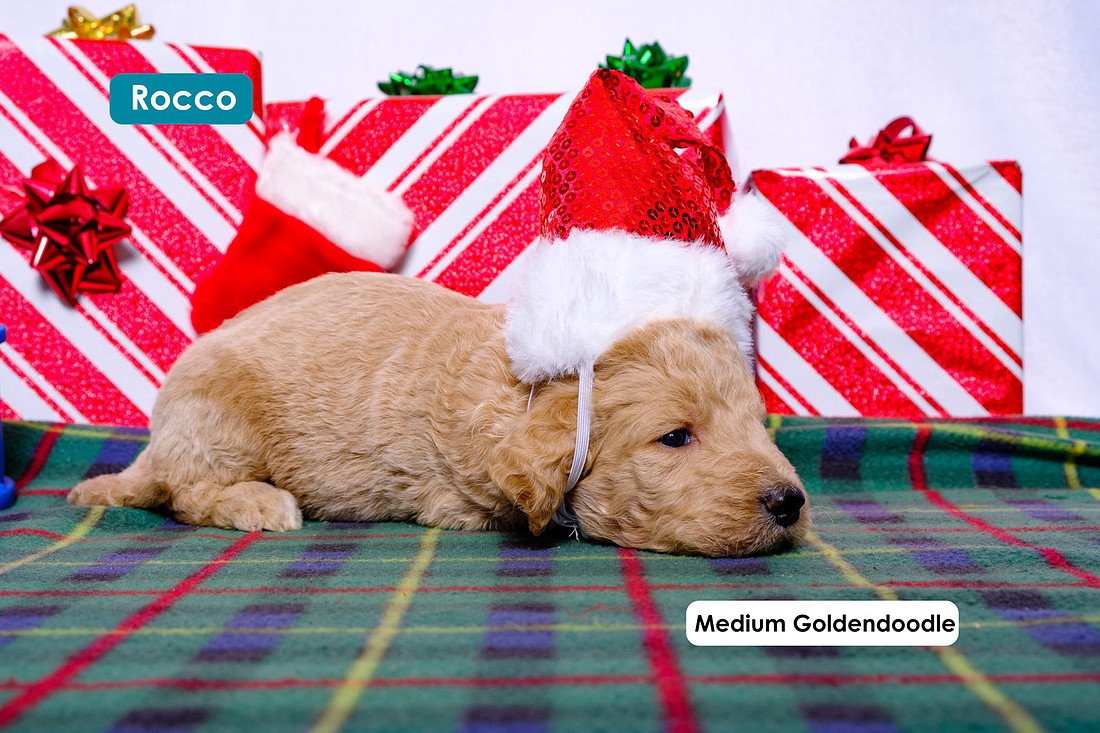 puppies wearing holiday hats
