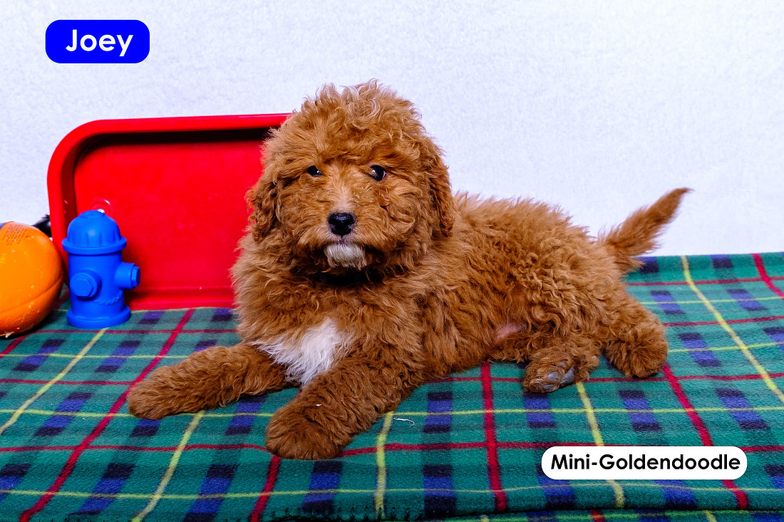 picture of adorable goldendoodle puppies