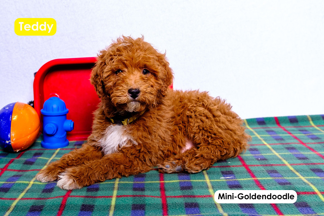 picture of adorable goldendoodle puppies