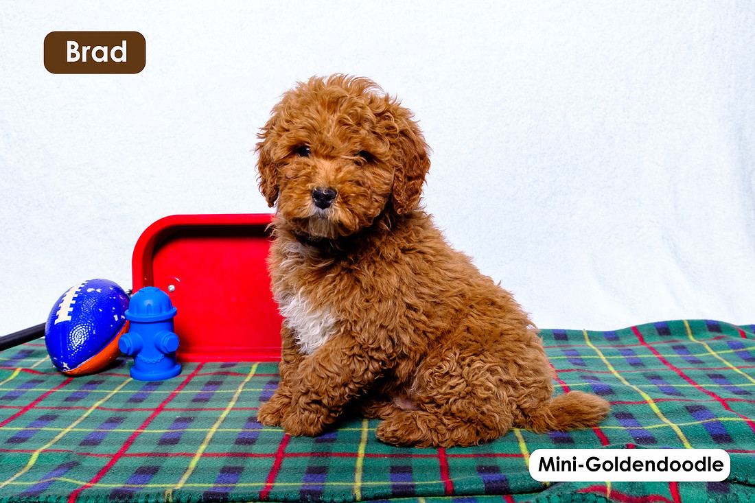 picture of adorable goldendoodle puppies