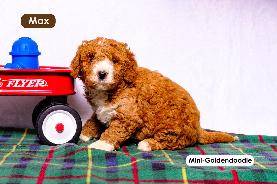 picture of adorable goldendoodle puppies