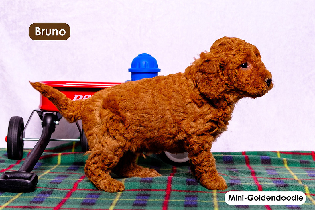 picture of adorable goldendoodle puppies