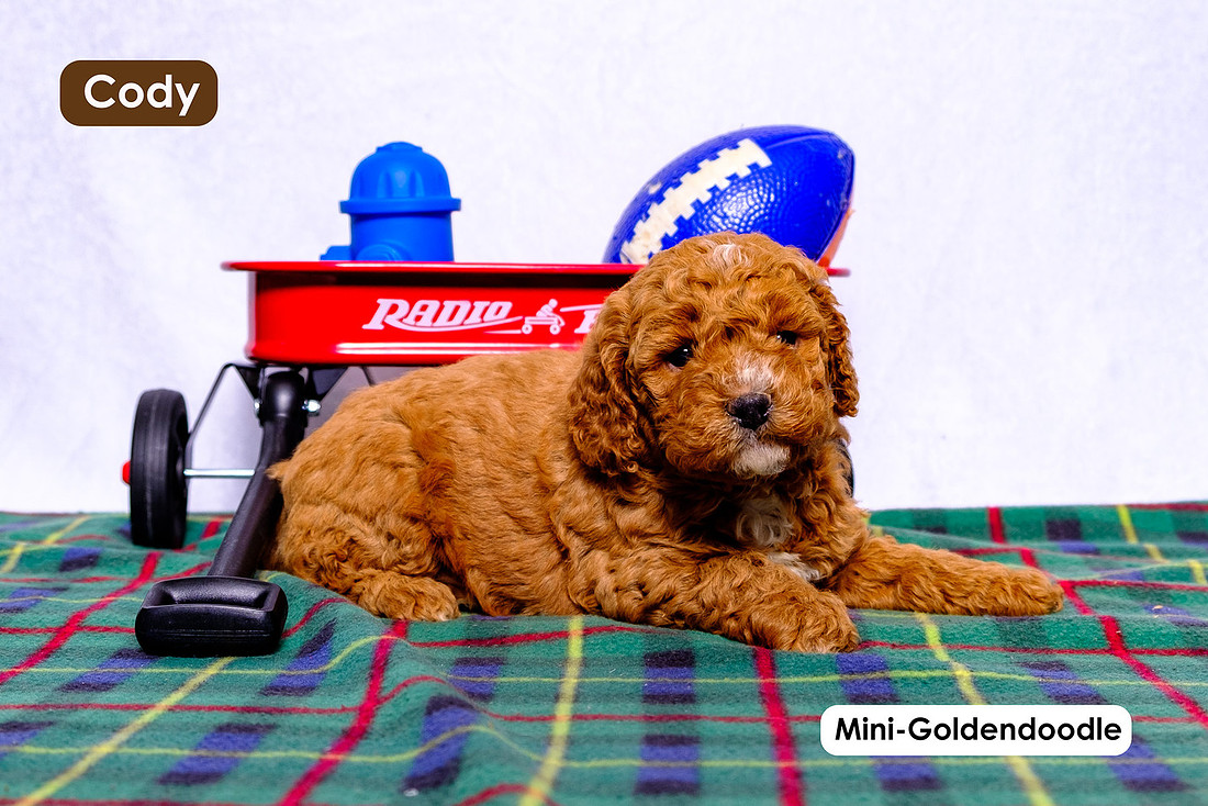 picture of adorable goldendoodle puppies