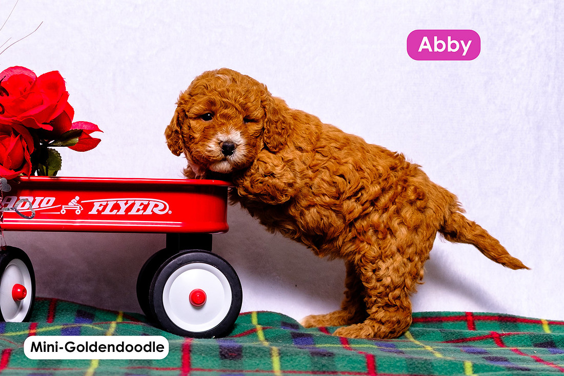 picture of adorable goldendoodle puppies