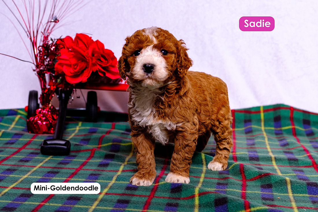 picture of adorable goldendoodle puppies