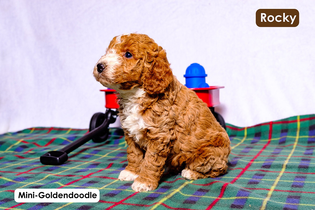 picture of adorable goldendoodle puppies