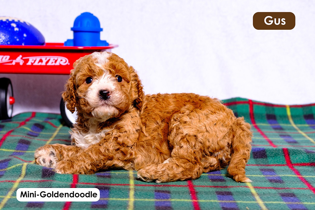 picture of adorable goldendoodle puppies