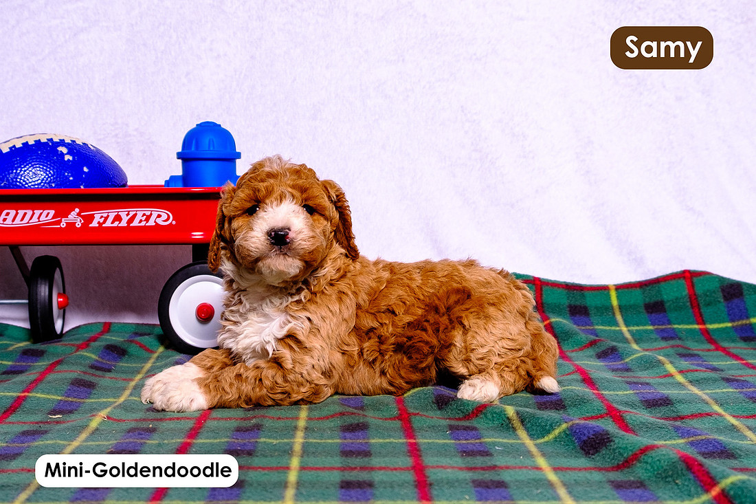picture of adorable goldendoodle puppies