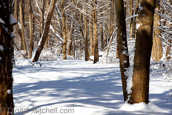 87-Cobus Creek Winter 2-18-22