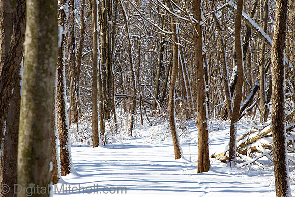 92-Cobus Creek Winter 2-18-22