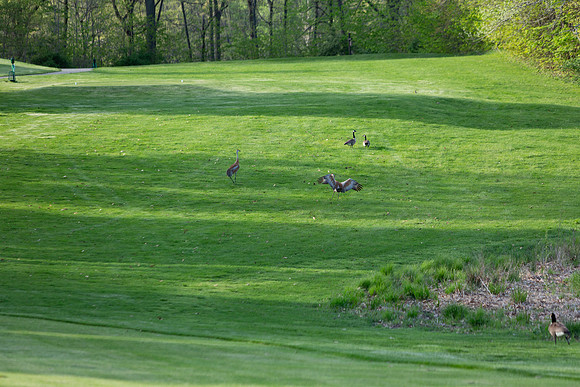 239-Hunter Golf Match