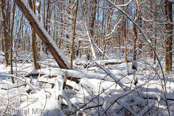 85-Cobus Creek Winter 2-18-22